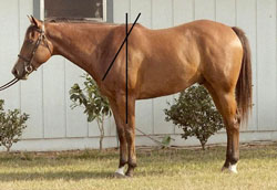 Photo of horse with a much steeper, straighter shoulder.